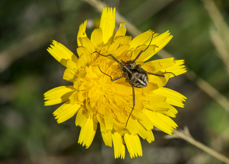 Metaphalangium sp.